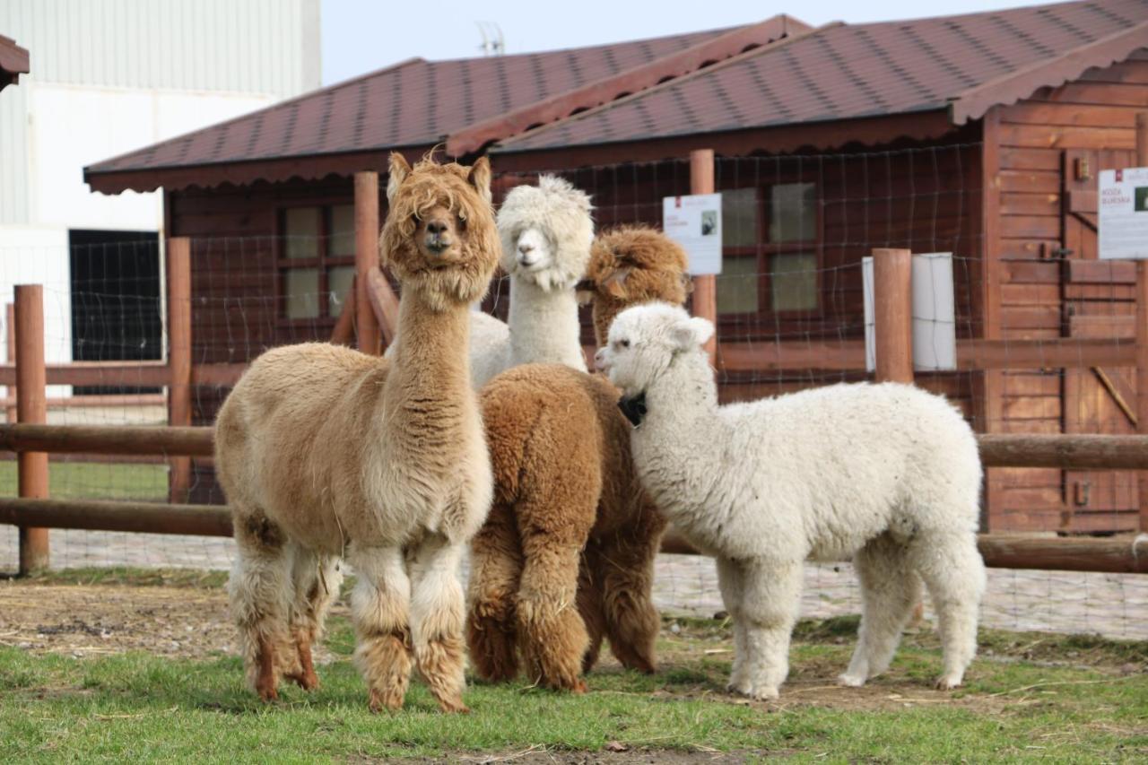 Palac Mortegi Hotel & Spa- Restauracja Szlachecka, Spa, Basen, Sauny, Jazda Konna, Mini Zoo- Luksus, Relaks I Przyroda W Jednym! Lubawa Екстер'єр фото